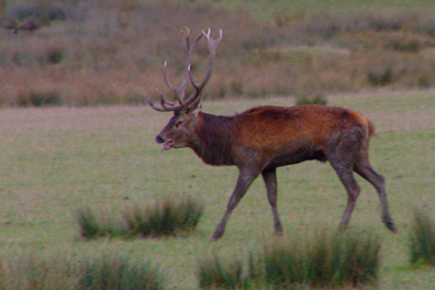 La reproduction sexuée chez les Vertébrés - Bilan - extrait